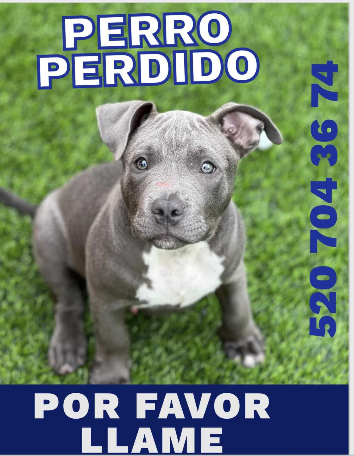 Lost dog in Glendale, AZ, 85301
