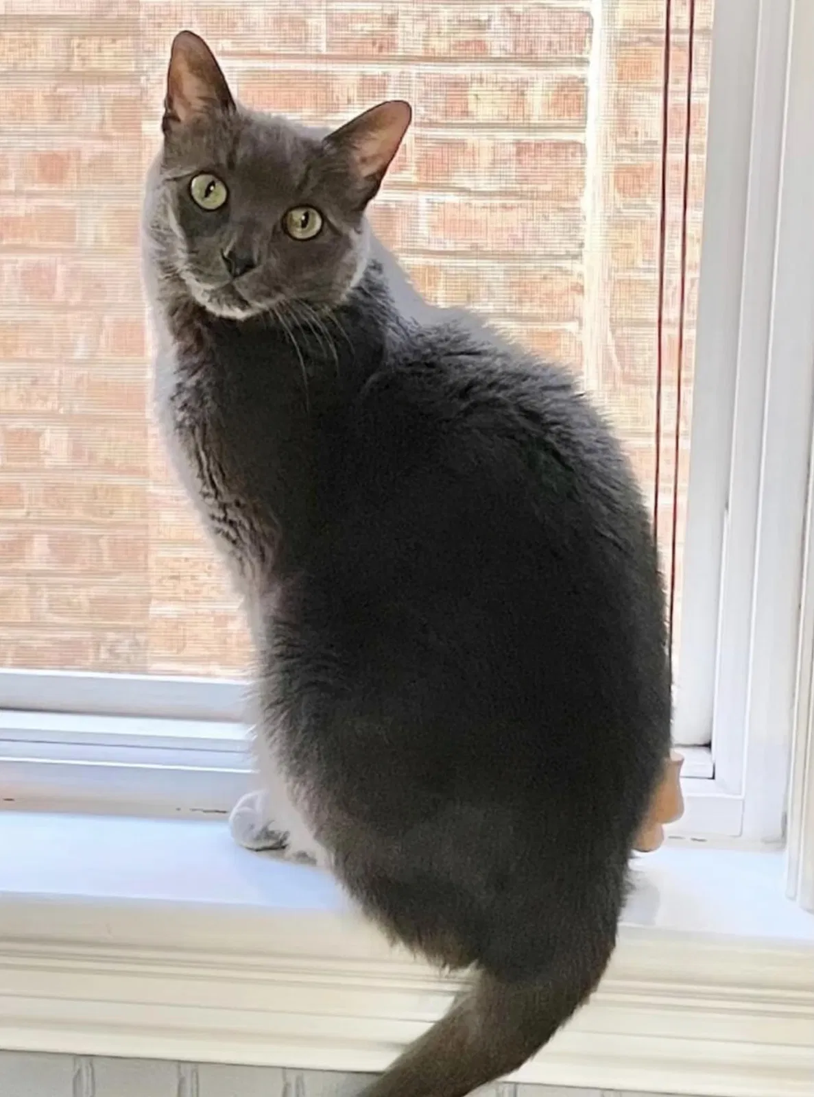 Lost cat in Berwyn, IL, 60402