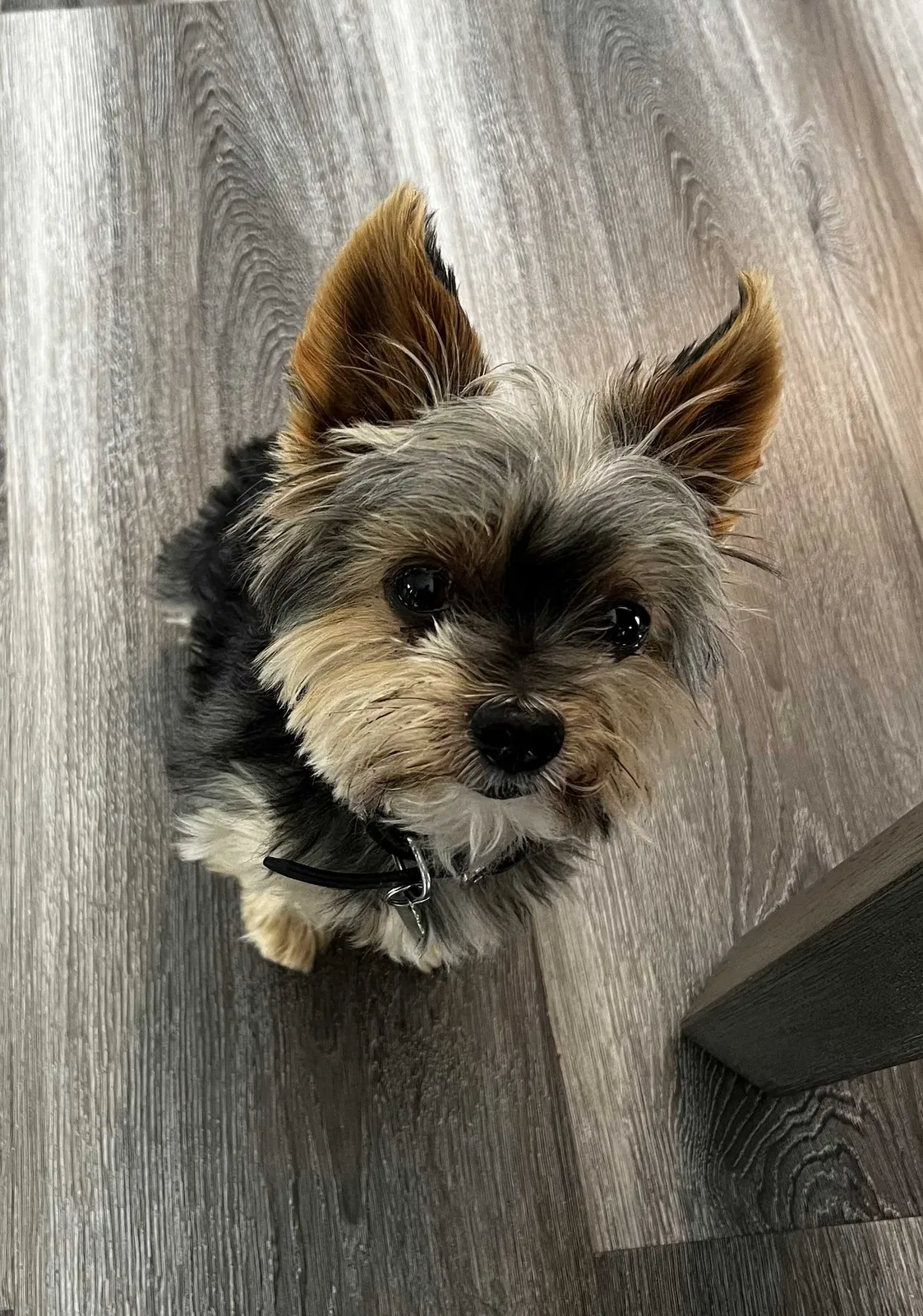 Lost dog in Whittier, CA, 90606
