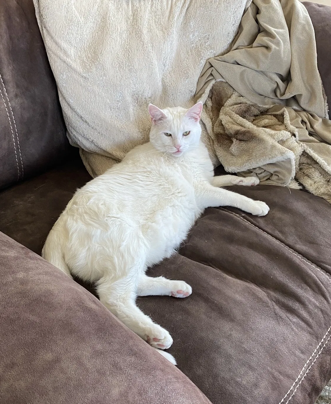 Lost cat in Lees Summit, MO, 64082