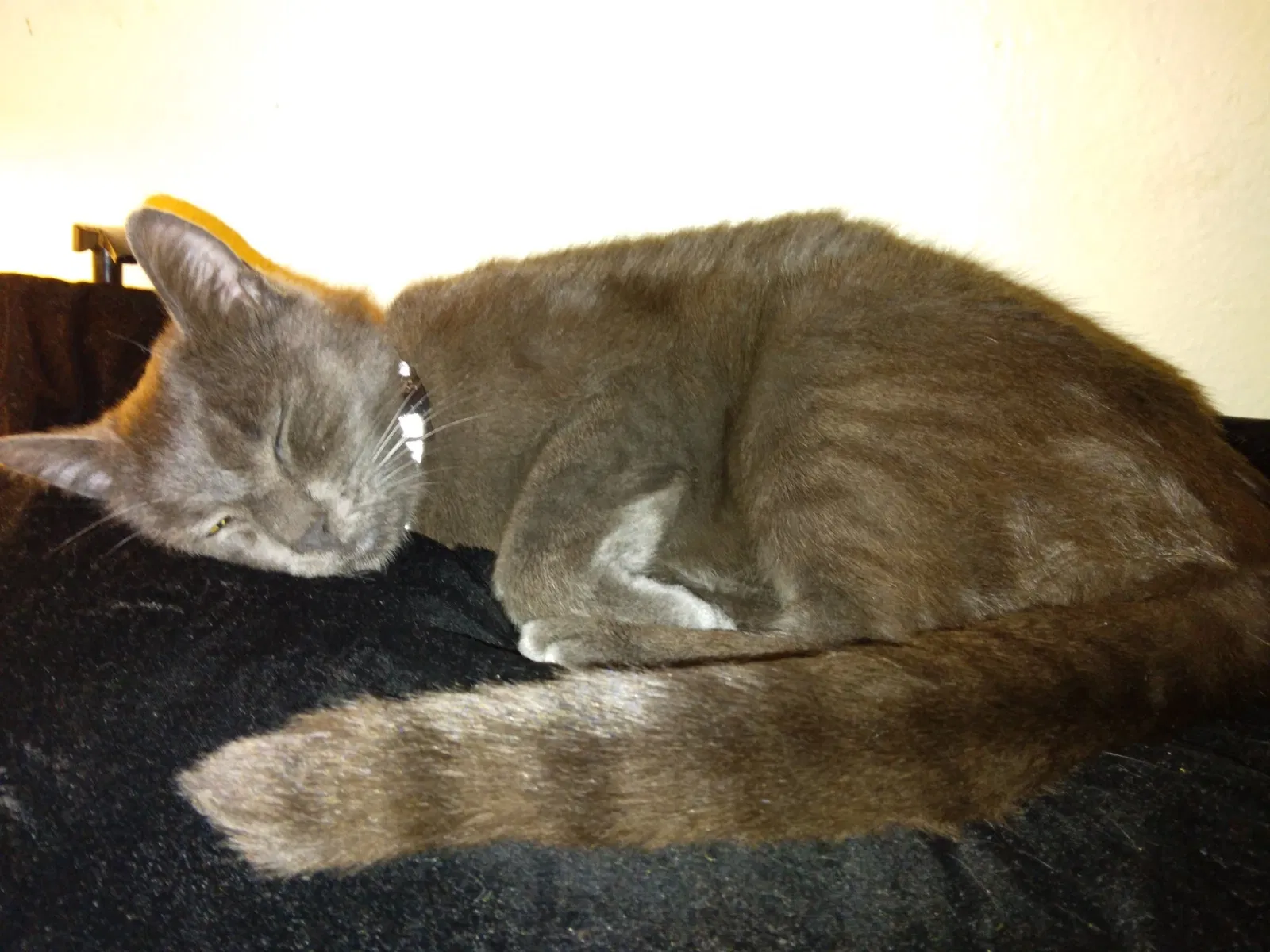Lost cat in Lynnwood, WA, 98037