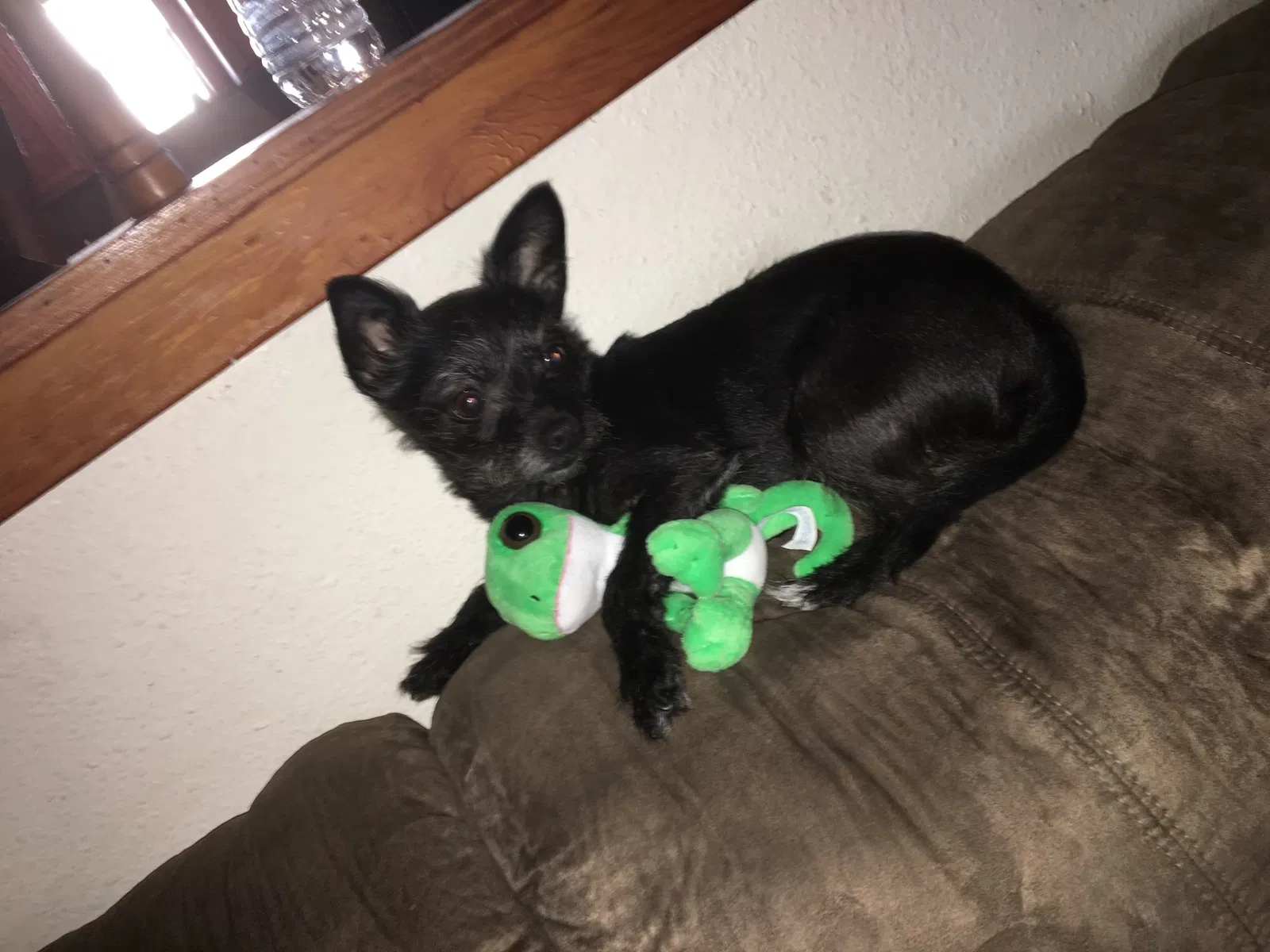 Lost dog in Spring, TX, 77388