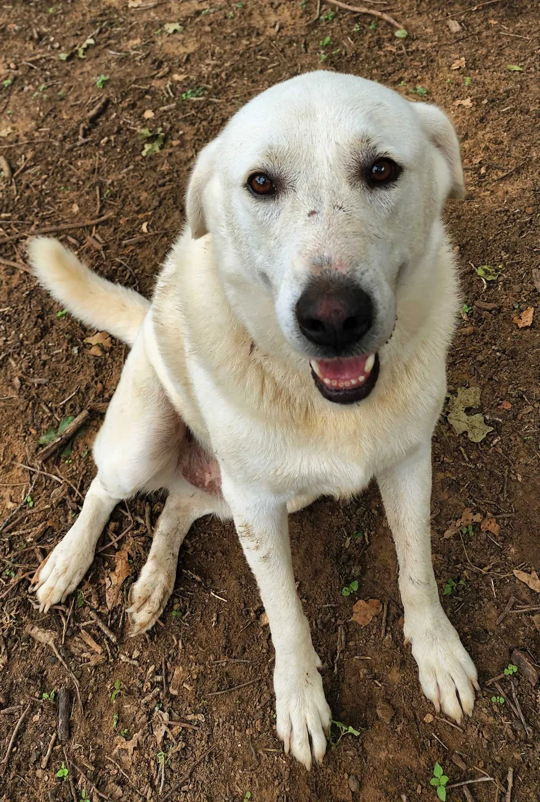 Lost dog in Cleburne, TX, 76031