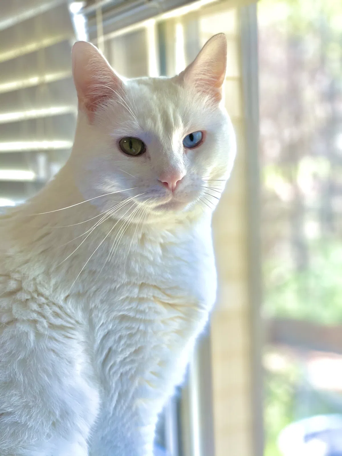 Lost cat in Dacula, GA, 30019