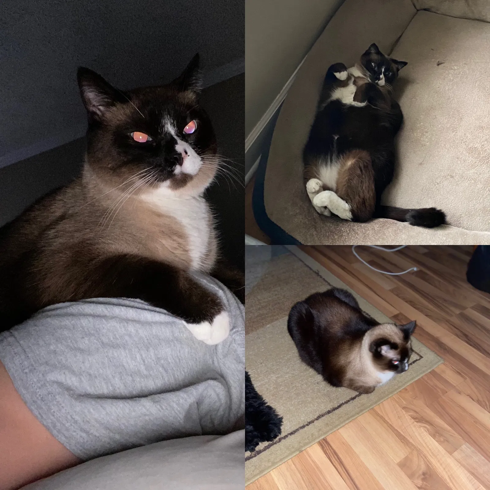 Lost cat in Acworth, GA, 30102