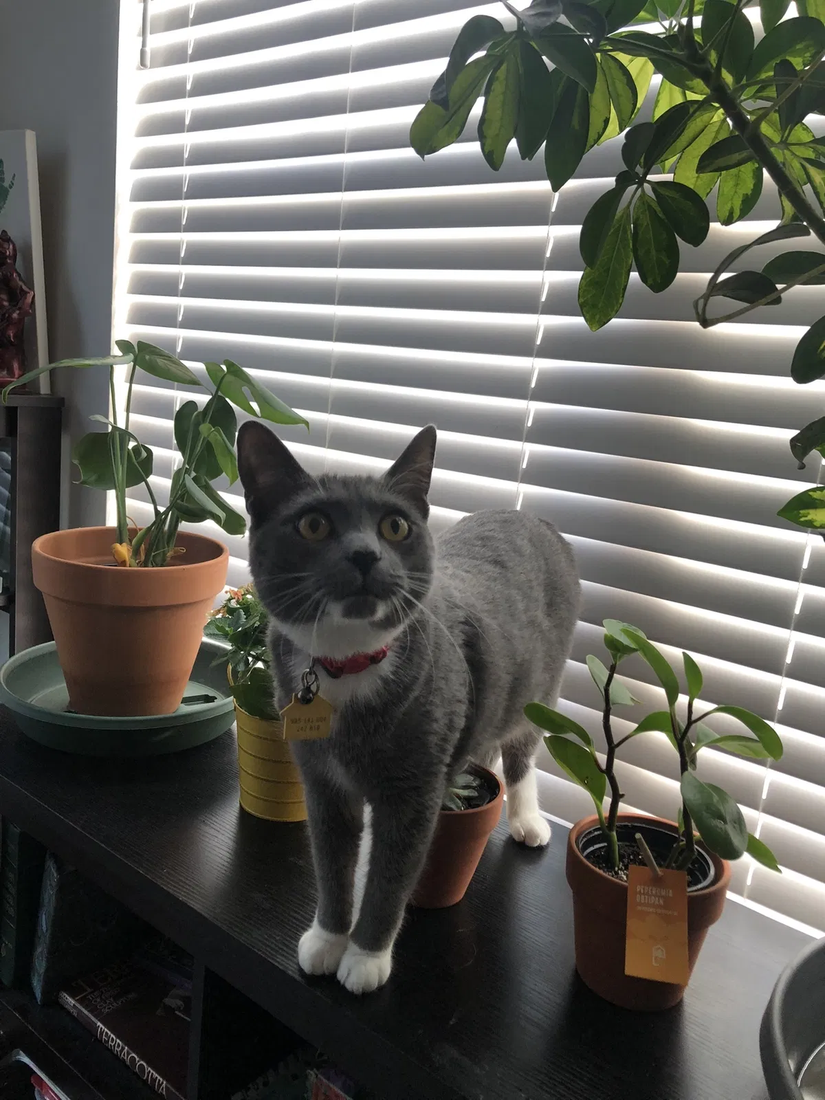 Lost cat in Buford, GA, 30519