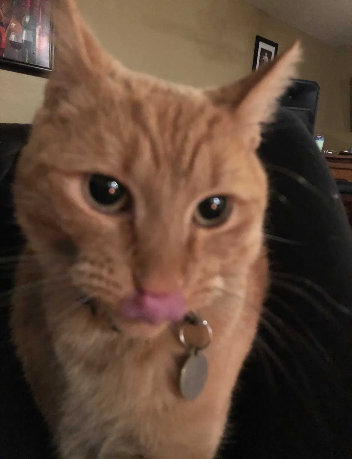 Lost cat in El Paso, TX, 79934