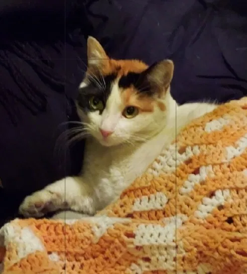 Lost cat in Walnut Creek, CA, 94596