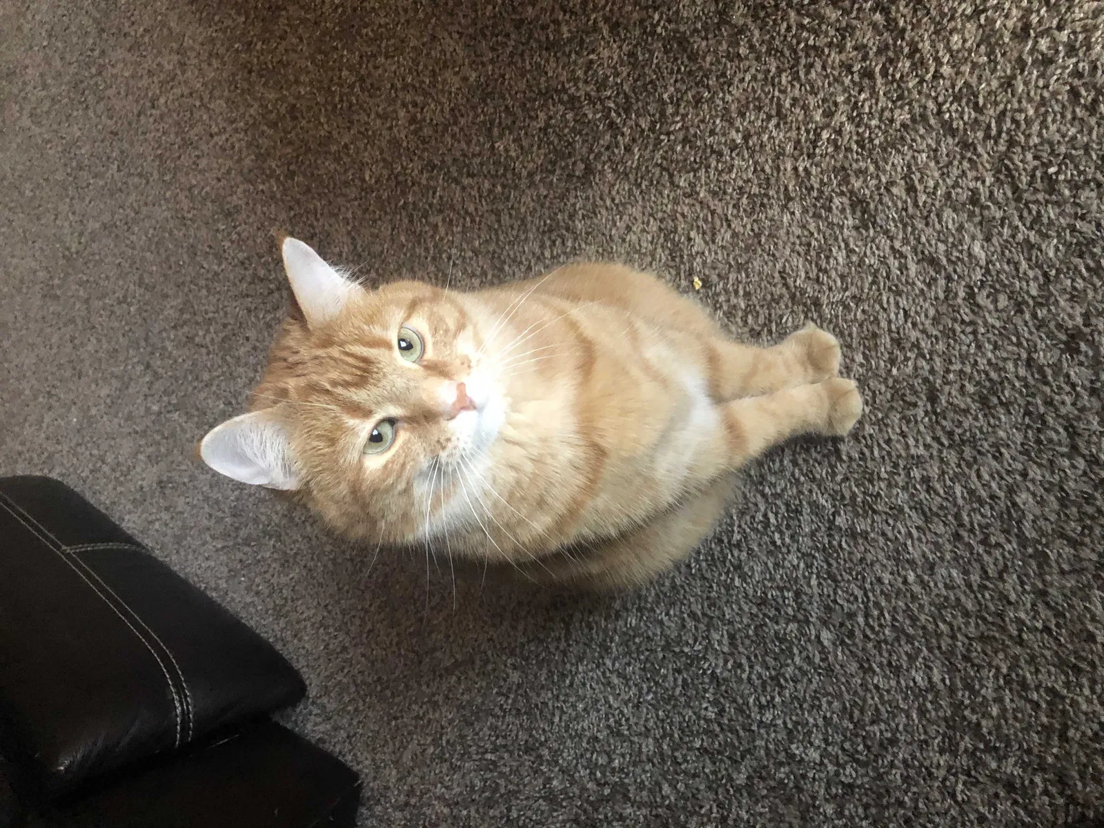 Lost cat in Westerville, OH, 43081