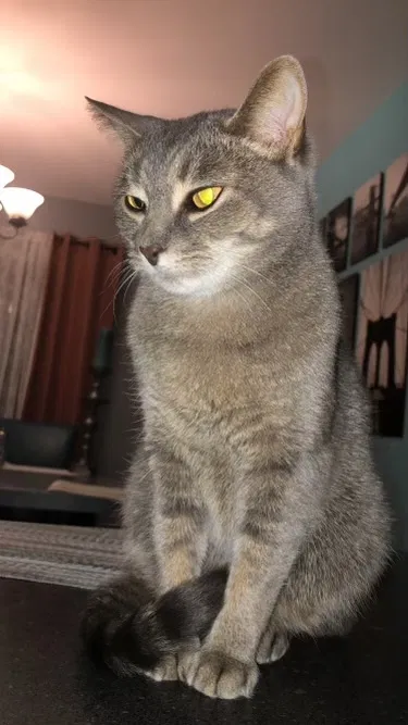 Lost cat in Southgate, MI, 48195