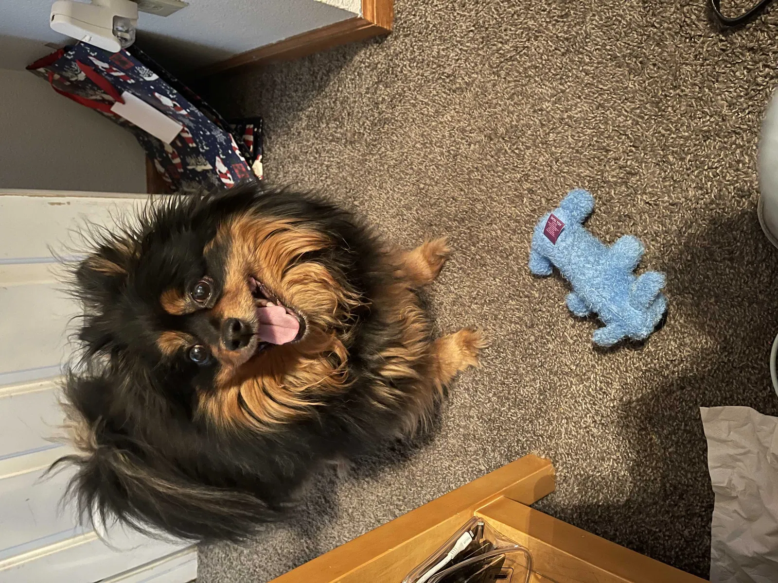 Lost dog in Black Hawk, CO, 80422