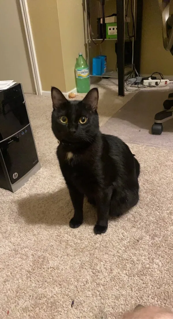 Lost cat in Austin, TX, 78759