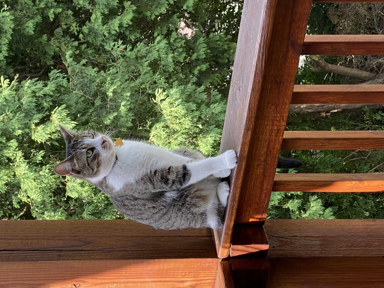 Lost cat in Pittsburgh, PA, 15227