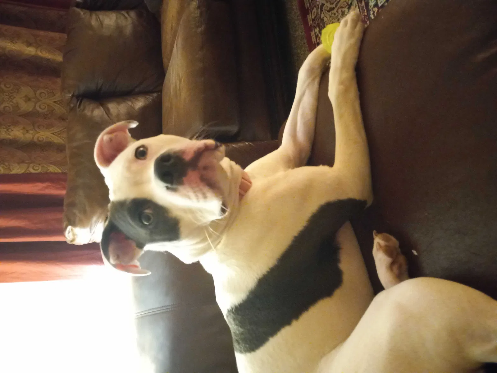 Lost dog in Antioch, TN, 37013