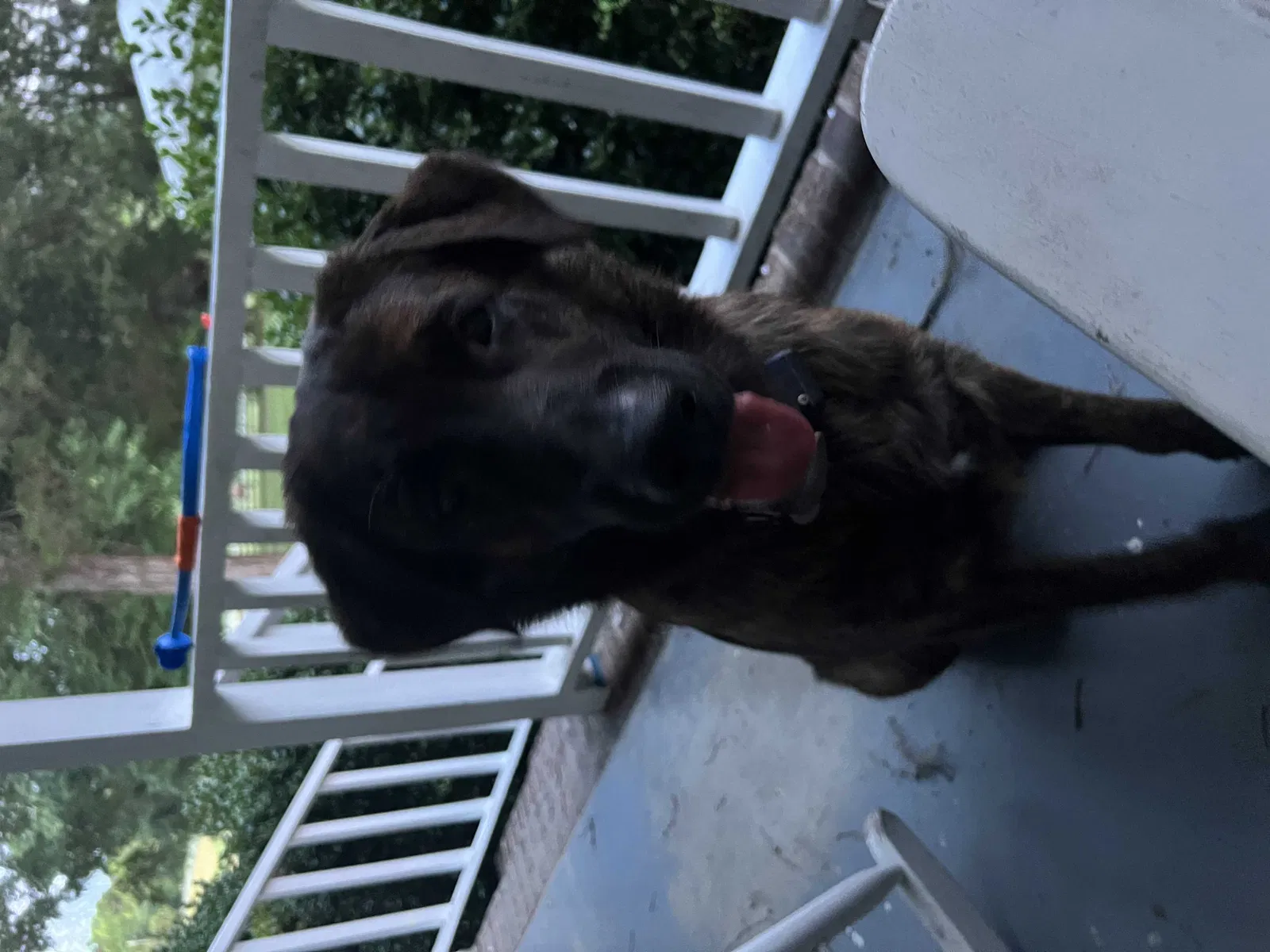 Lost dog in Bear Creek, NC, 27207