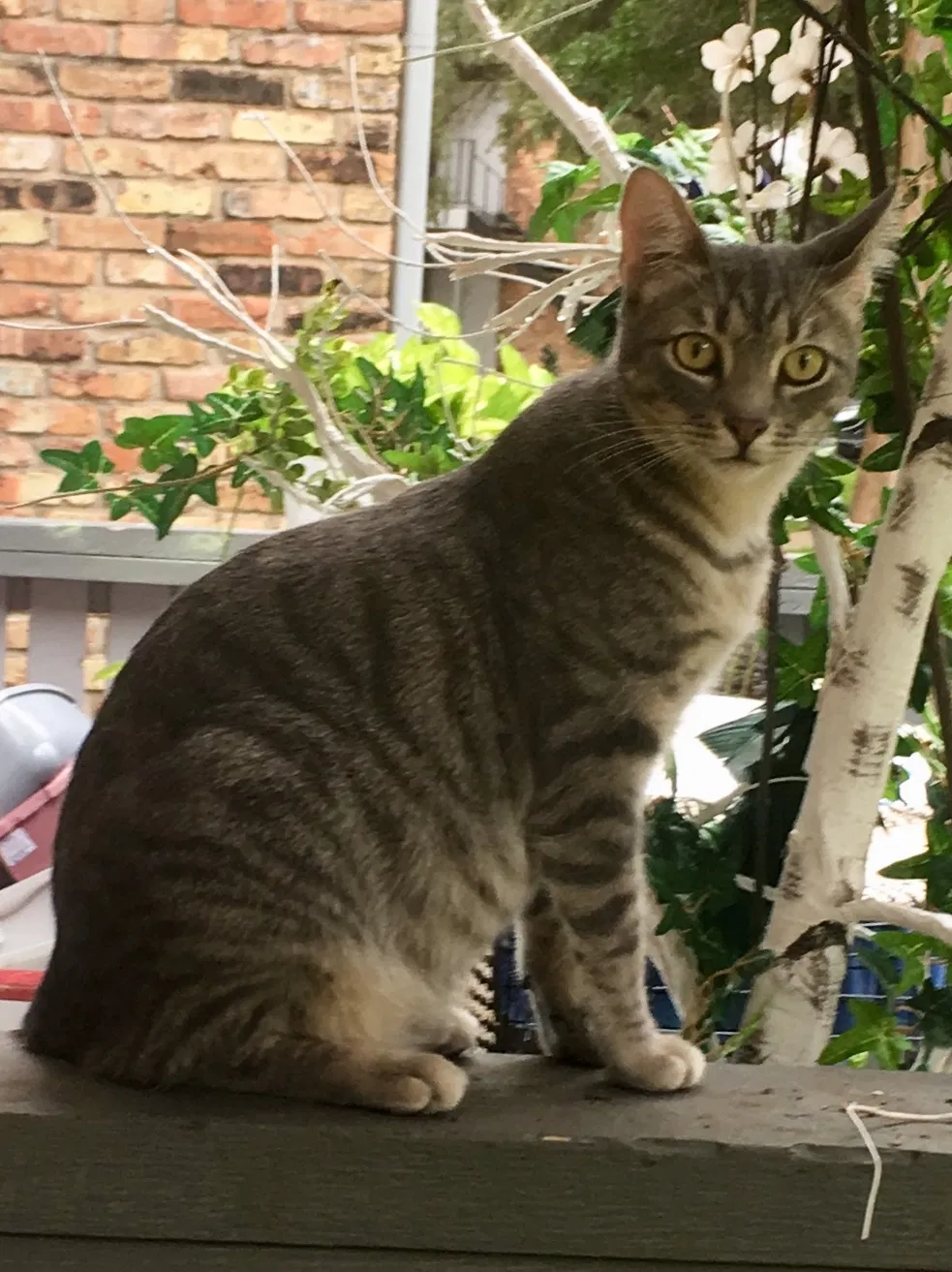 Lost cat in Dallas, TX, 75248