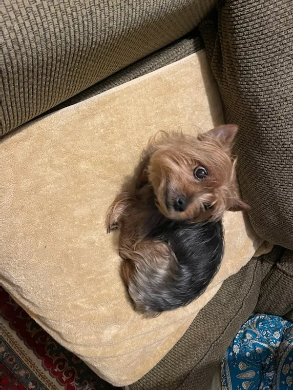 Lost dog in Smyrna, GA, 30082