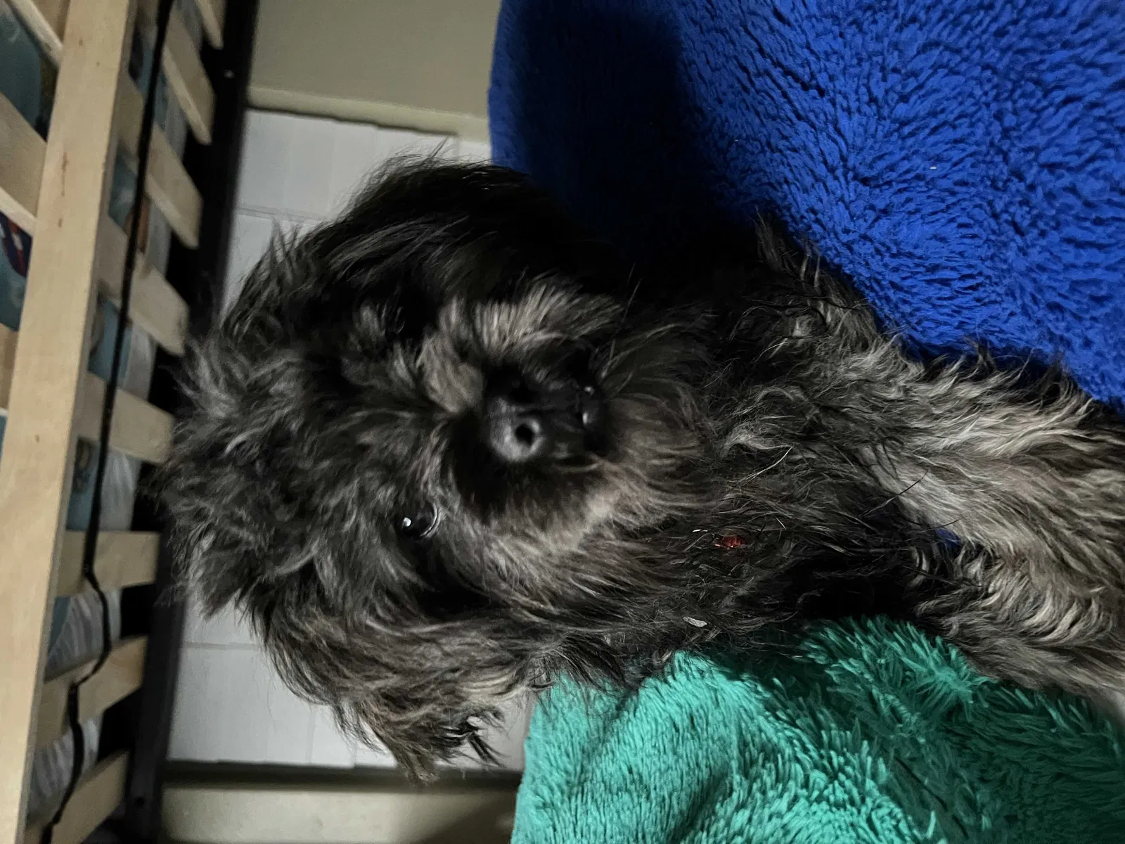 Lost dog in Fort Lauderdale, FL, 33321