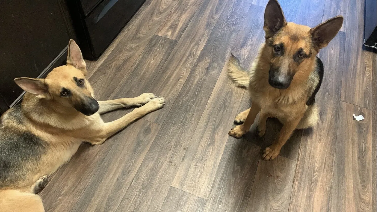 Lost dog in San Antonio, TX, 78222
