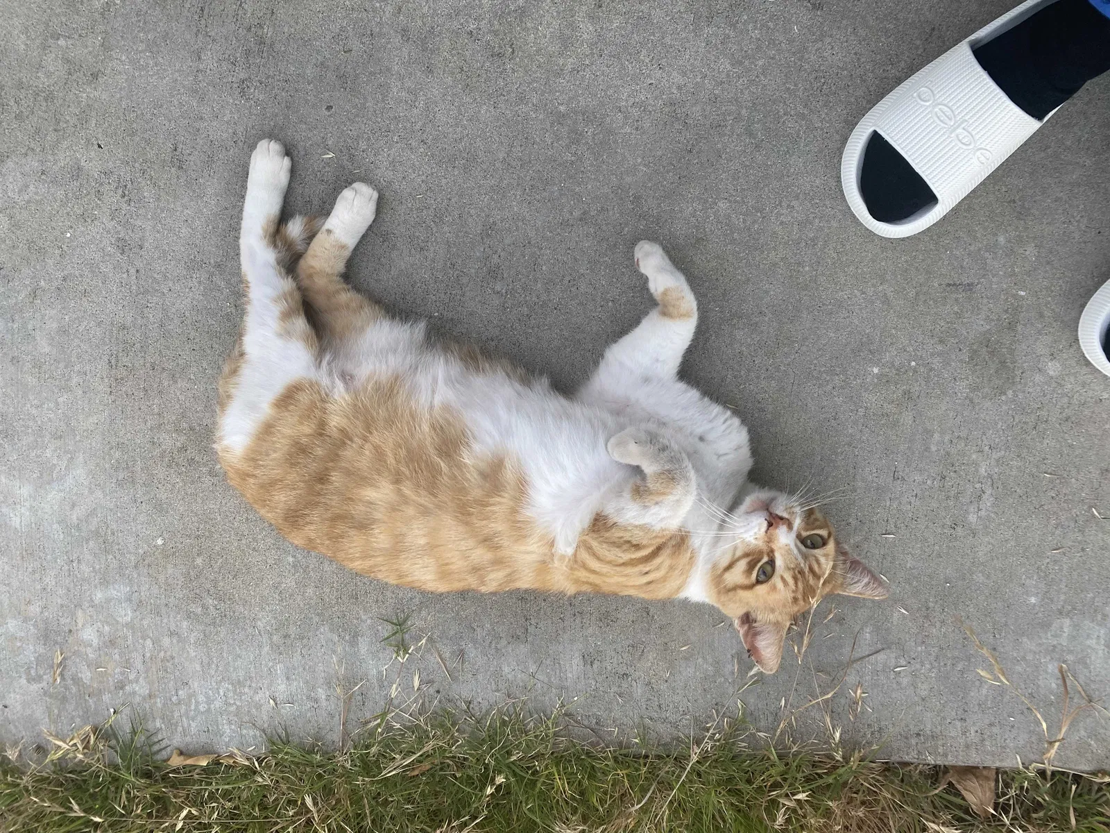 Lost cat in El Cajon, CA, 92021
