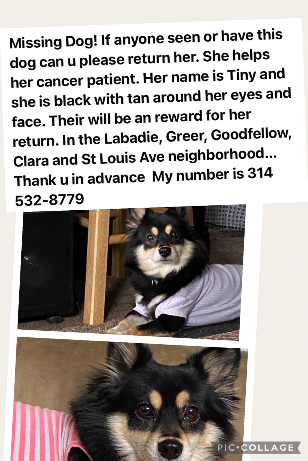 Lost dog in Saint Louis, MO, 63120