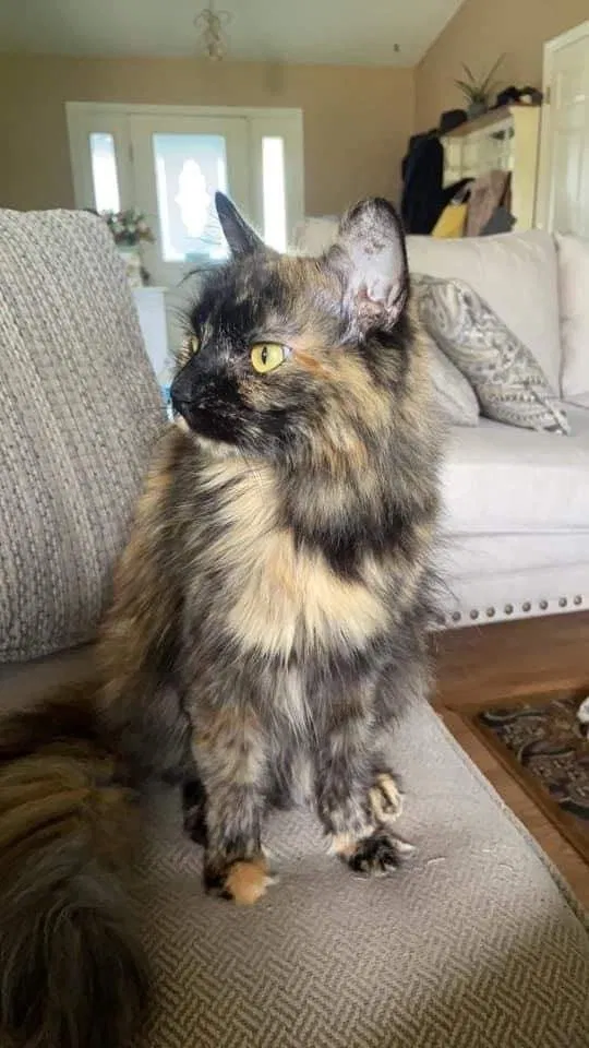 Lost cat in O Fallon, MO, 63366