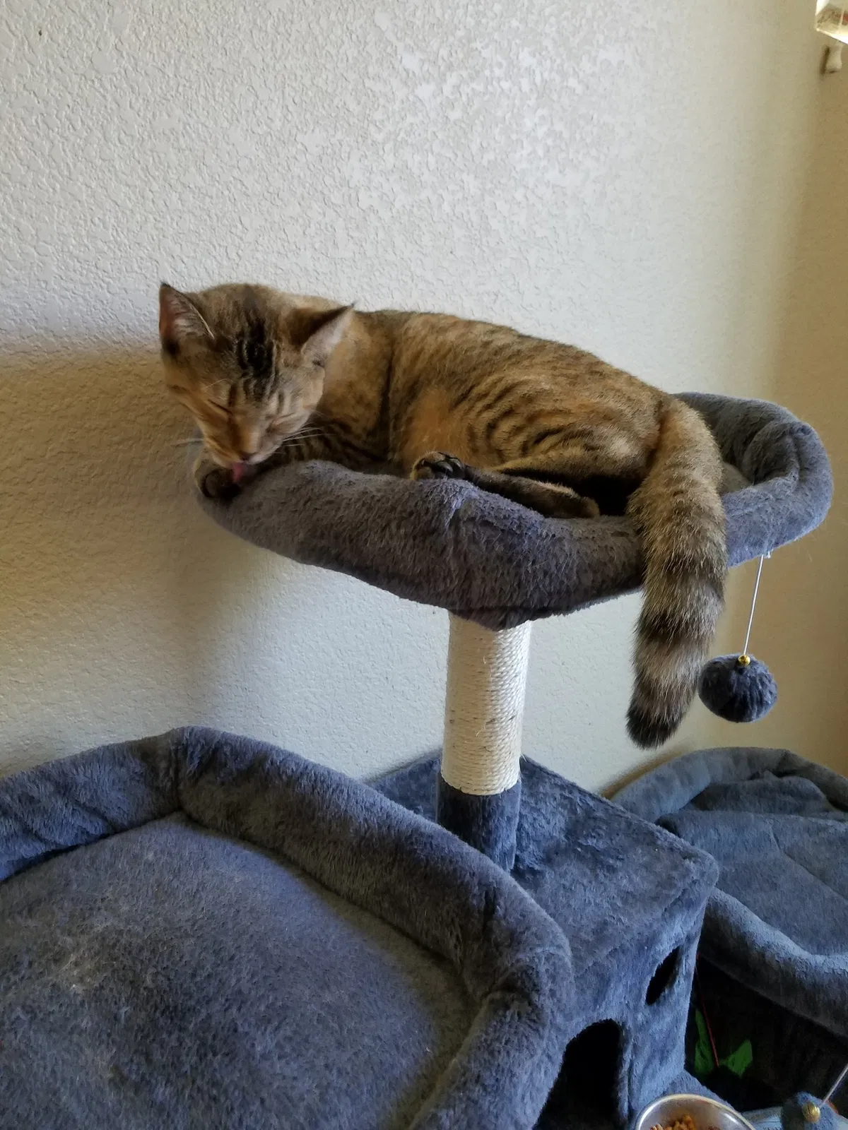 Lost cat in Roseville, CA, 95747