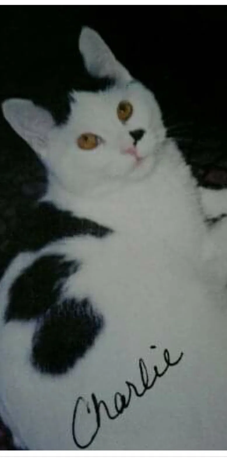 Lost cat in Saint Peters, MO, 63376