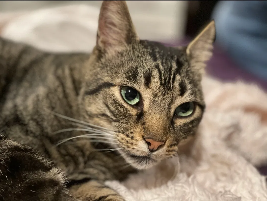 Lost cat in Manhattan Beach, CA, 90266