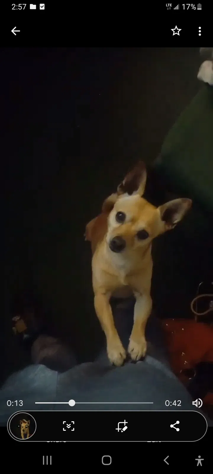 Lost dog in Anaheim, CA, 92804