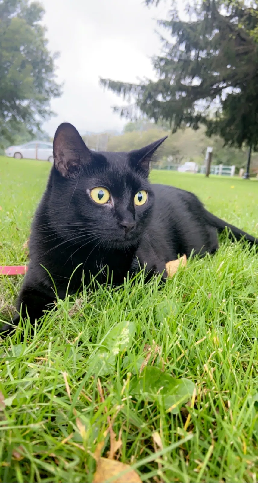 Lost cat in Jamestown, NY, 14701