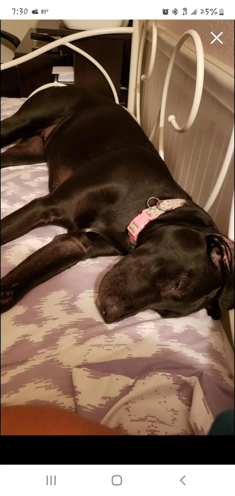 Lost dog in Fort Worth, TX, 76116