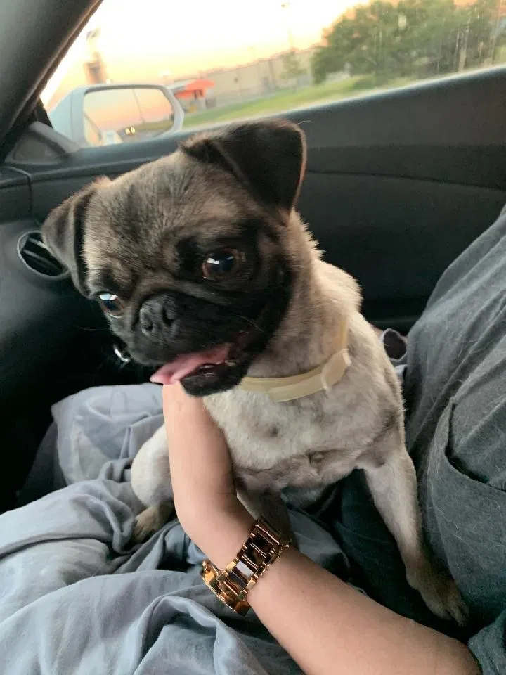 Lost dog in San Antonio, TX, 78244