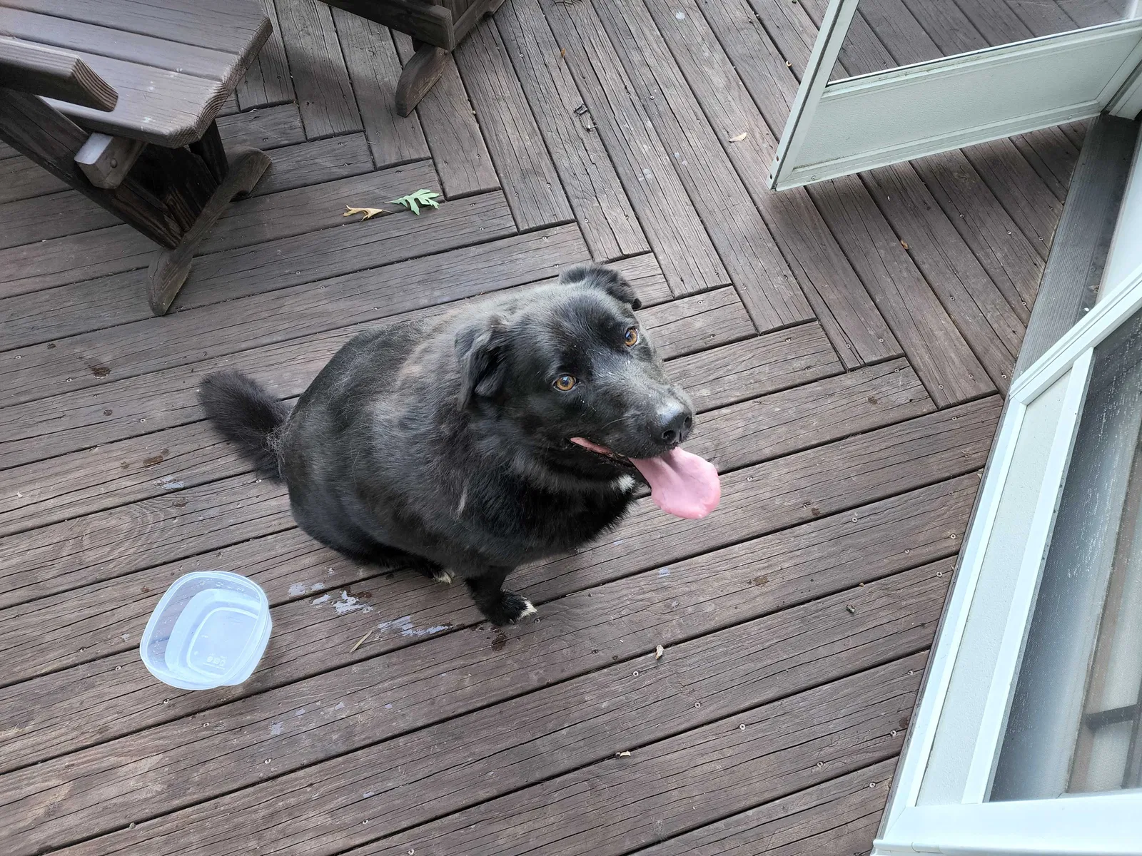 Lost dog in Ickesburg, PA, 17037