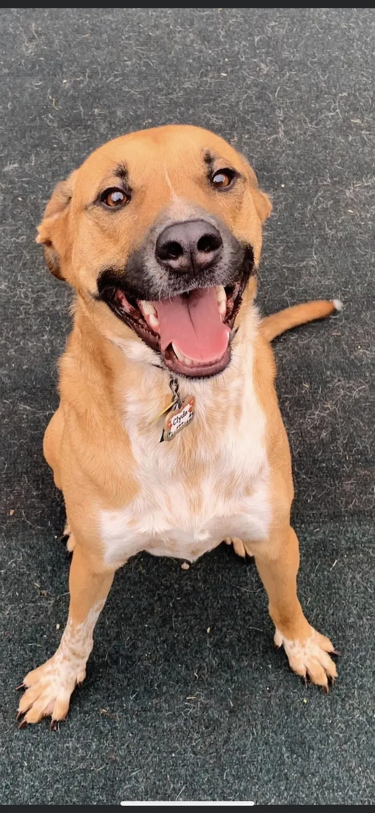 Lost dog in Marietta, GA, 30066