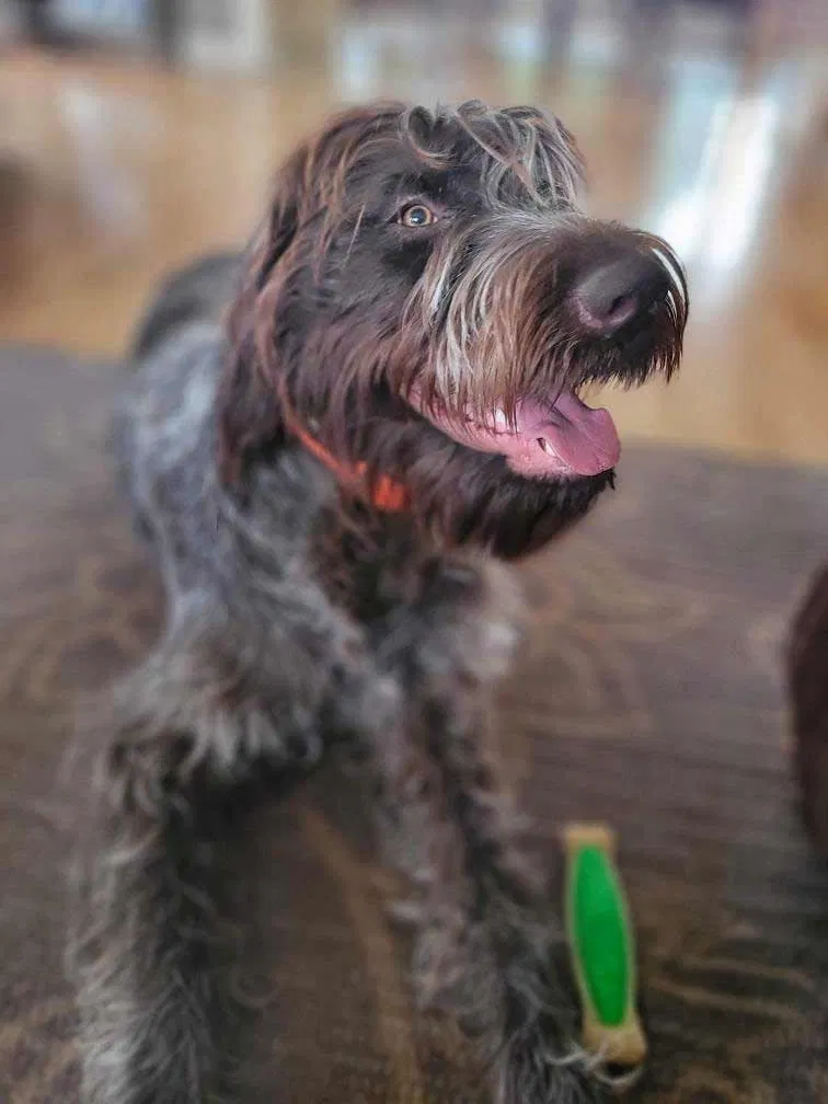 Lost dog in Locust Grove, OK, 74352
