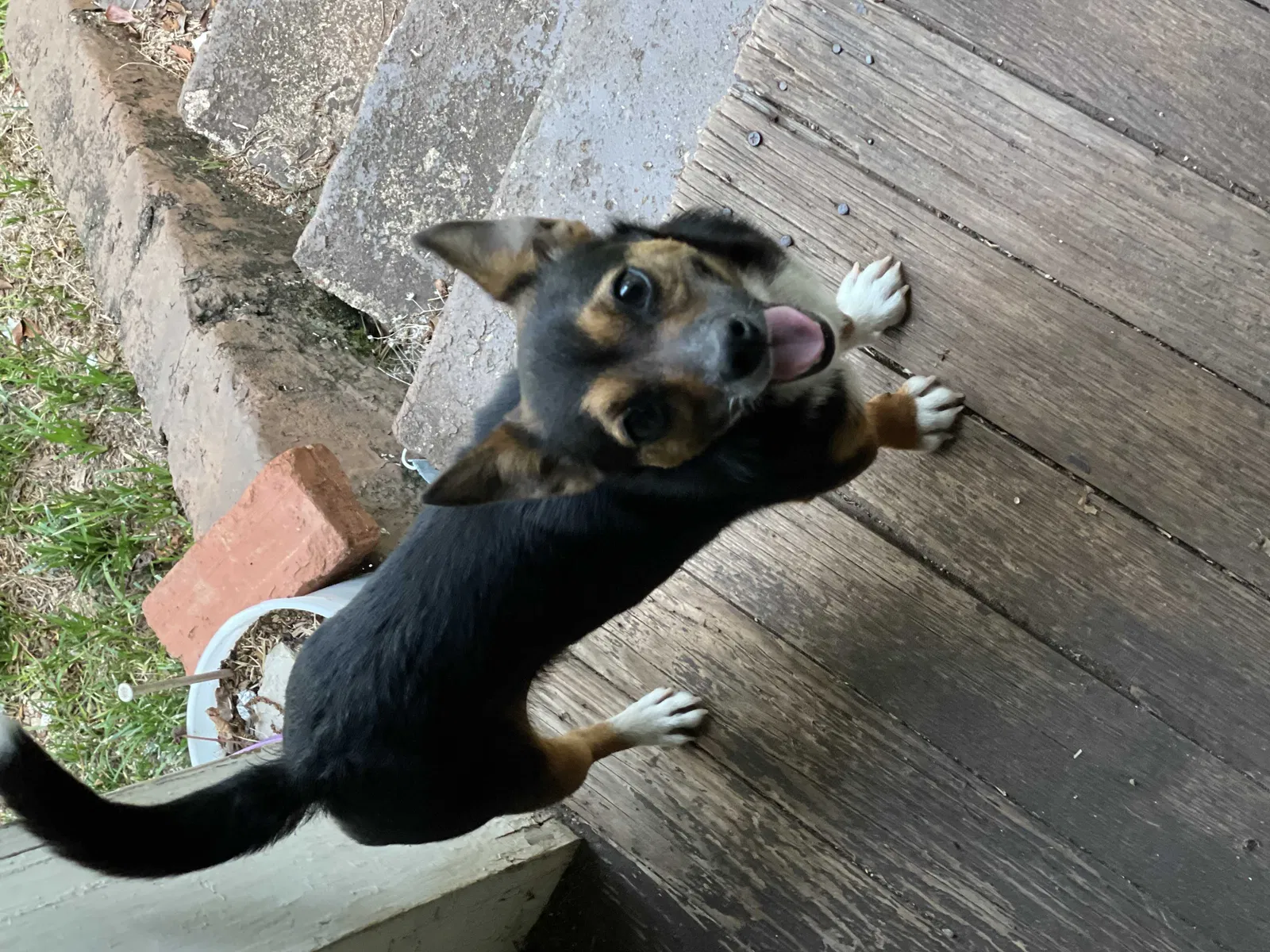 Lost dog in Lagrange, GA, 30240