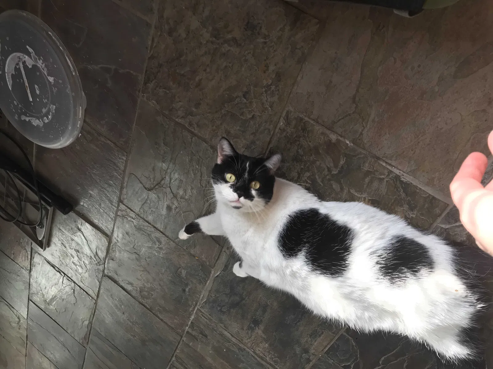 Lost cat in Aurora, CO, 80012