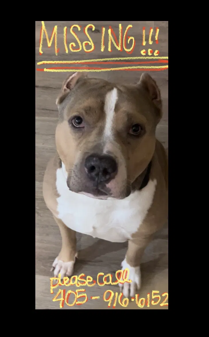 Lost dog in Yukon, OK, 73099