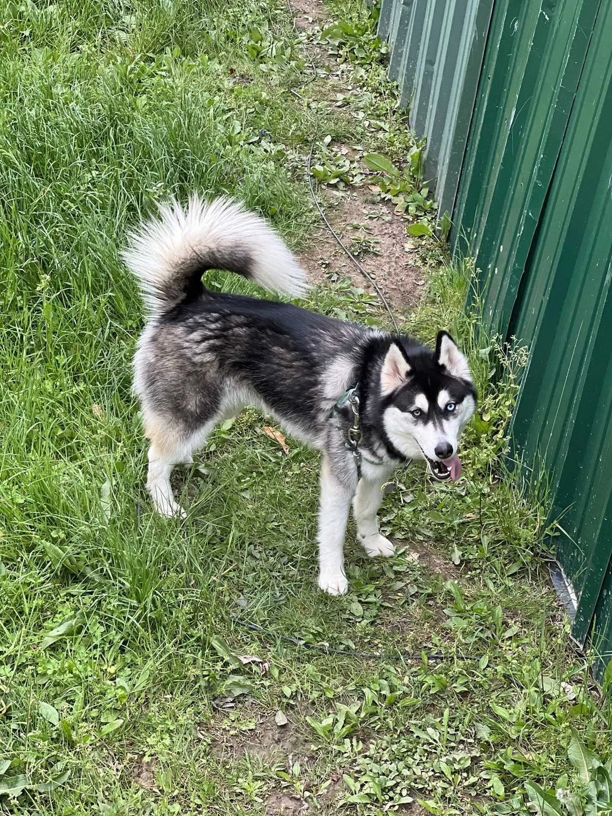 Lost dog in Caryville, TN, 37714
