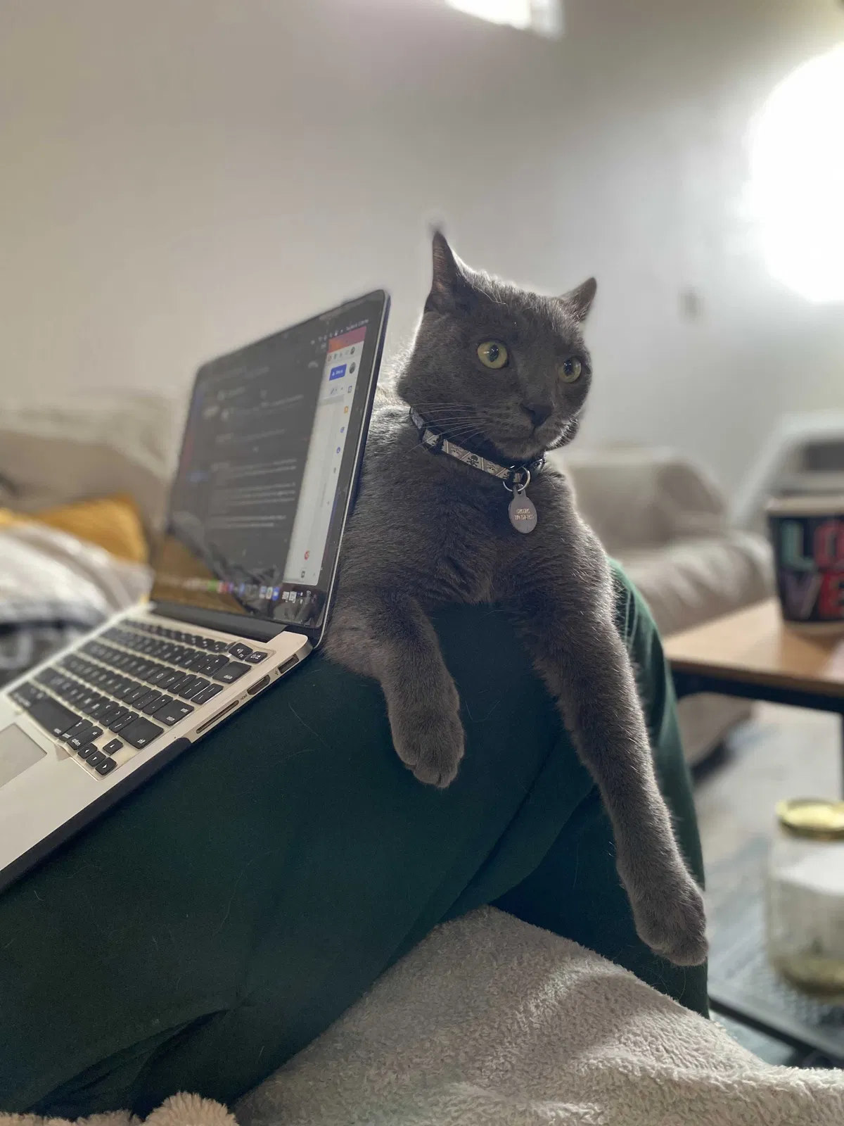 Lost cat in Colorado Springs, CO, 80916
