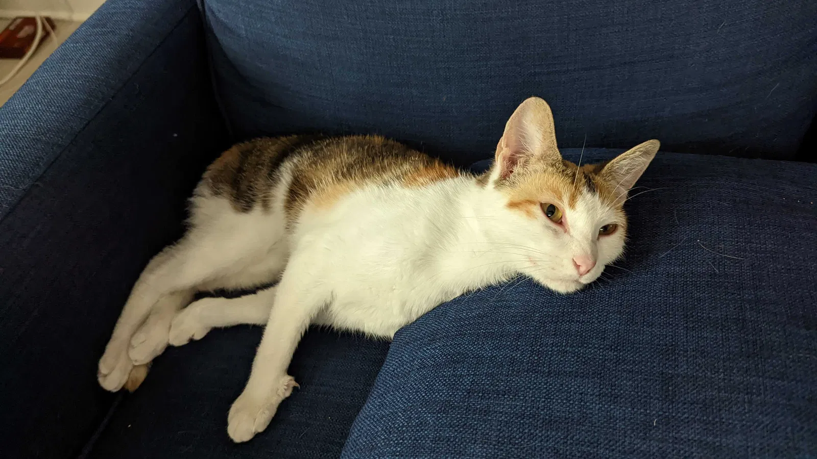 Lost cat in Indianapolis, IN, 46205