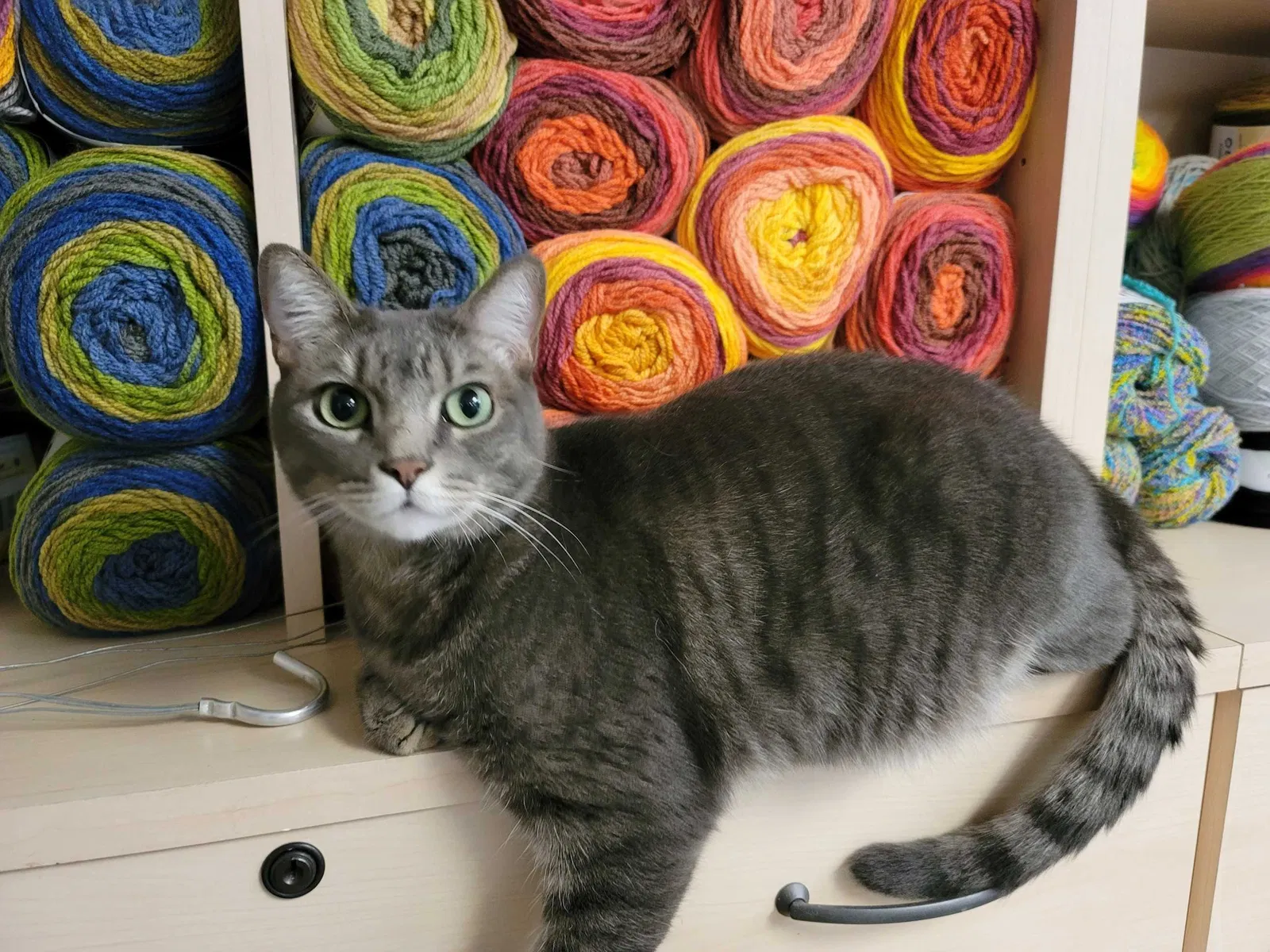 Lost cat in Flower Mound, TX, 75028
