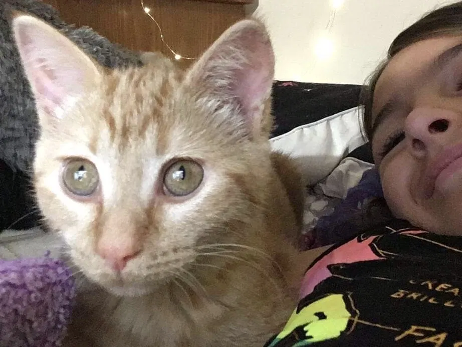 Lost cat in South Hadley, MA, 1075