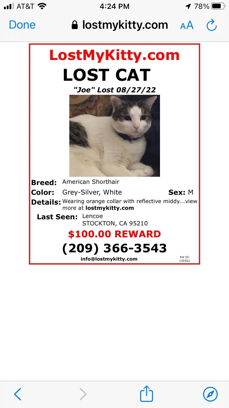 Lost cat in Stockton, CA, 95210