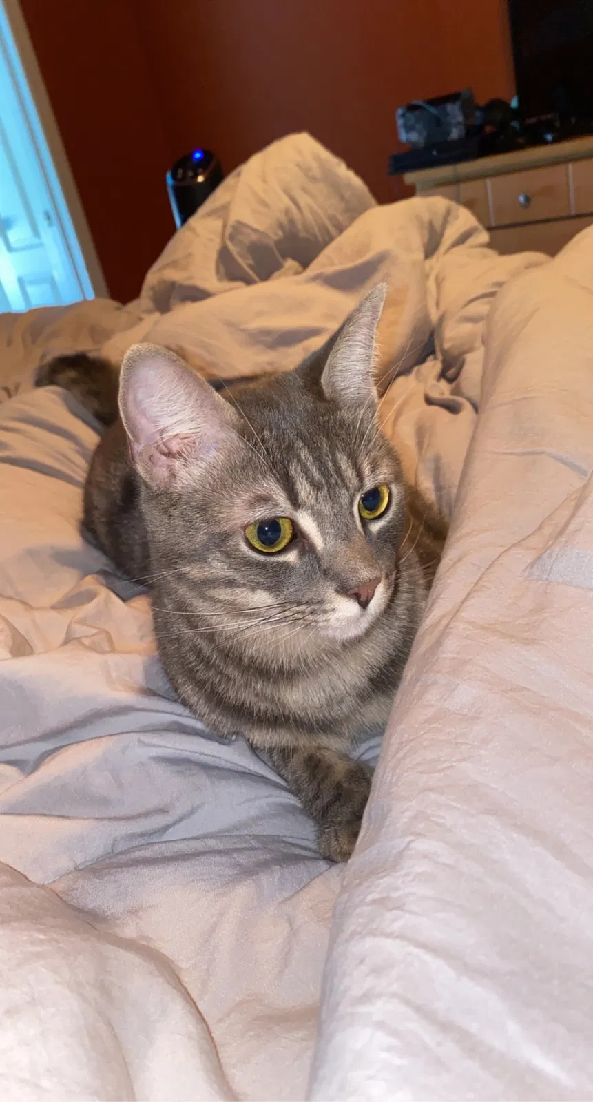 Lost cat in Cape Coral, FL, 33909