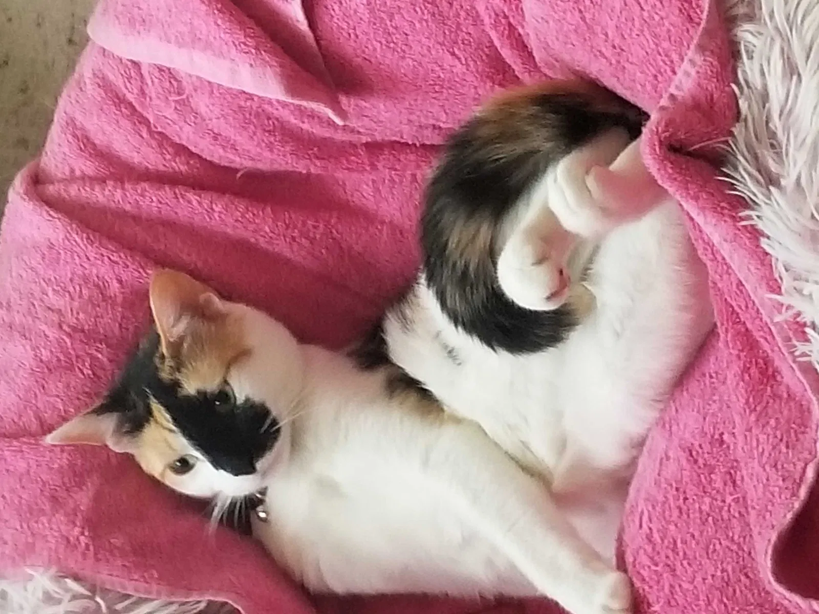 Lost cat in Elgin, TX, 78621