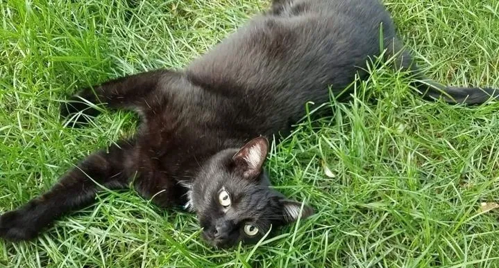 Lost cat in New Baltimore, MI, 48047