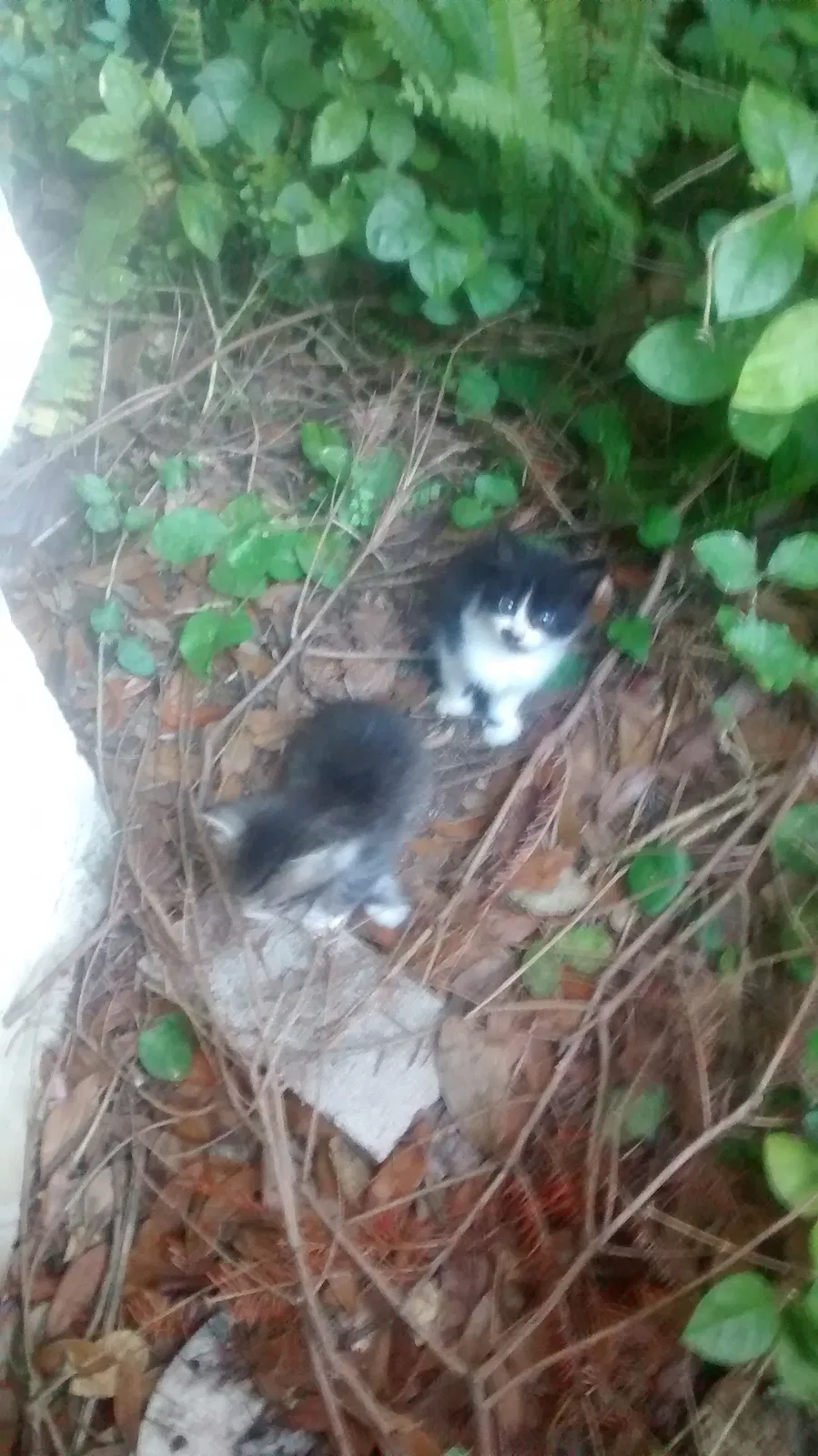 Lost cat in Oviedo, FL, 32765