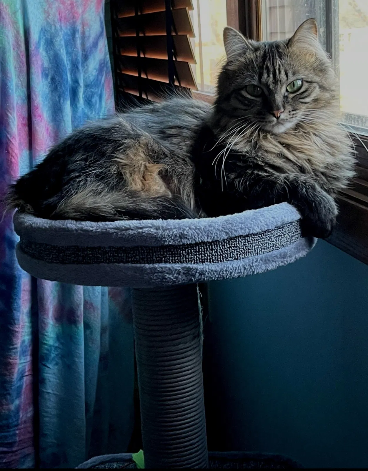 Lost cat in Kenosha, WI, 53144